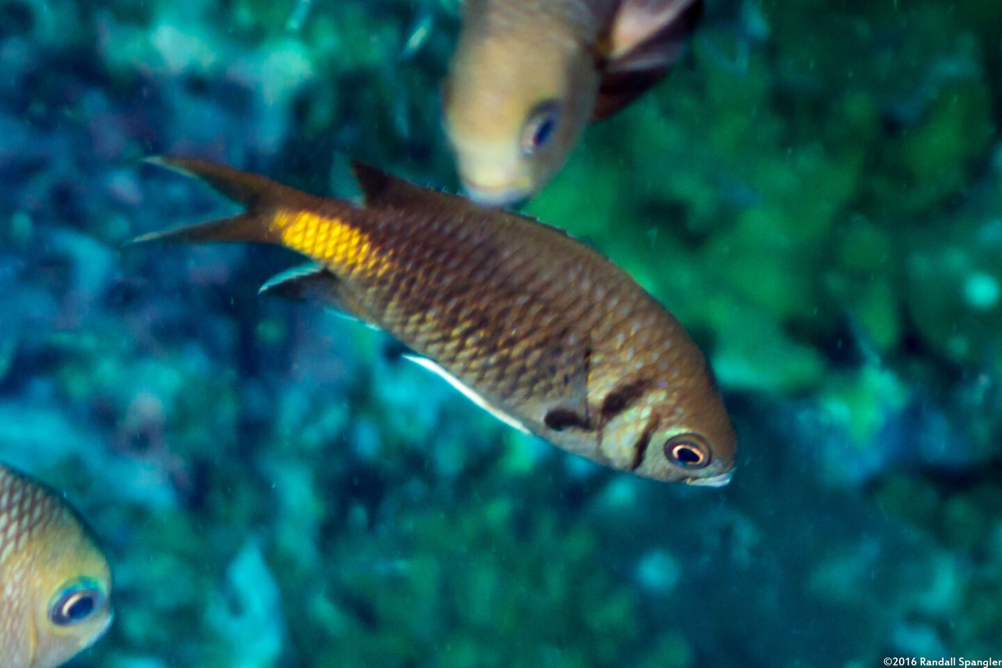 Chromis opercularis (Doublebar Chromis)