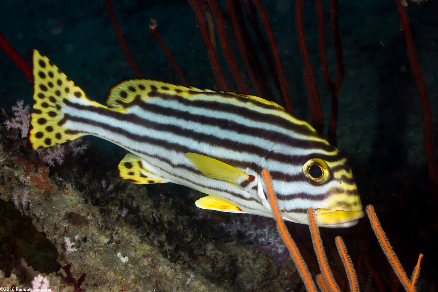 Plectorhinchus vittatus (Oriental Sweetlips)