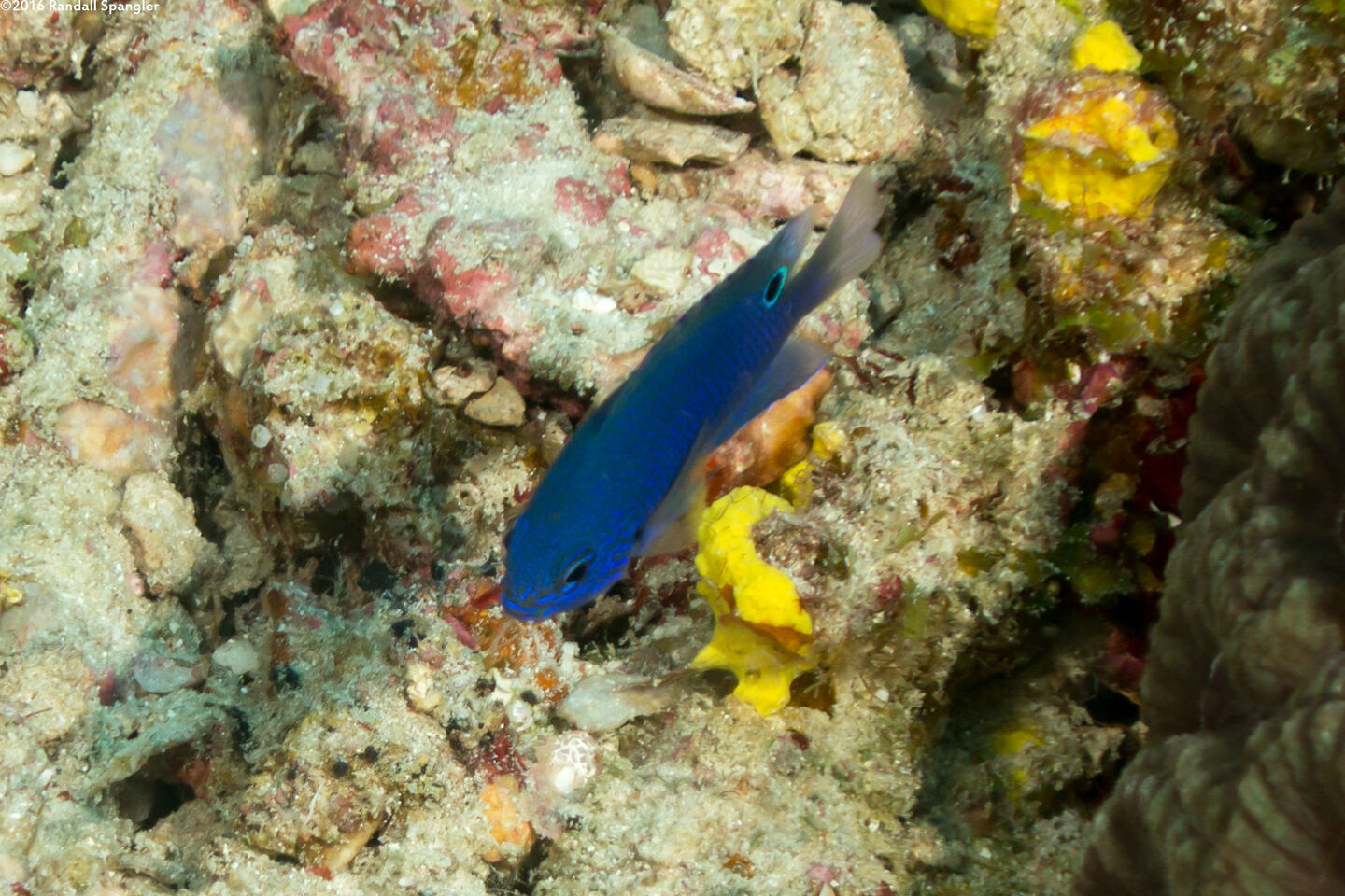 Pomacentrus proteus (Colombo Damsel)