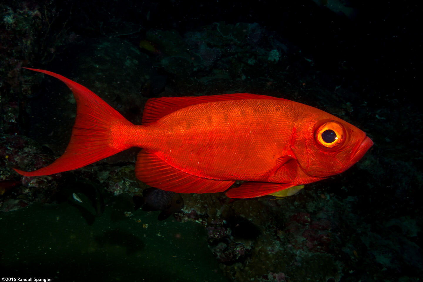 Priacanthus hamrur (Crescent-Tail Bigeye)