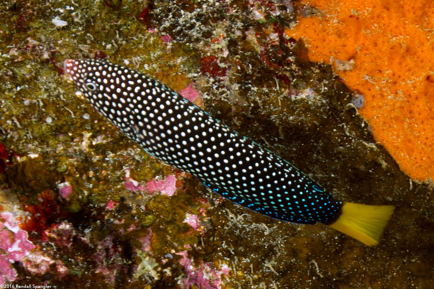 Anampses meleagrides (Yellowtail Wrasse)