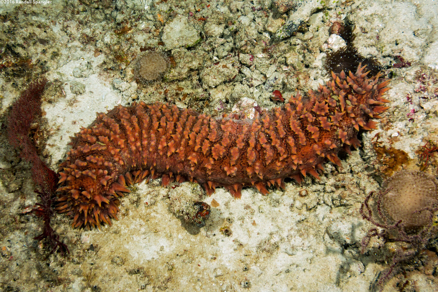 Thelenota ananas (Pineapple Sea Cucumber)