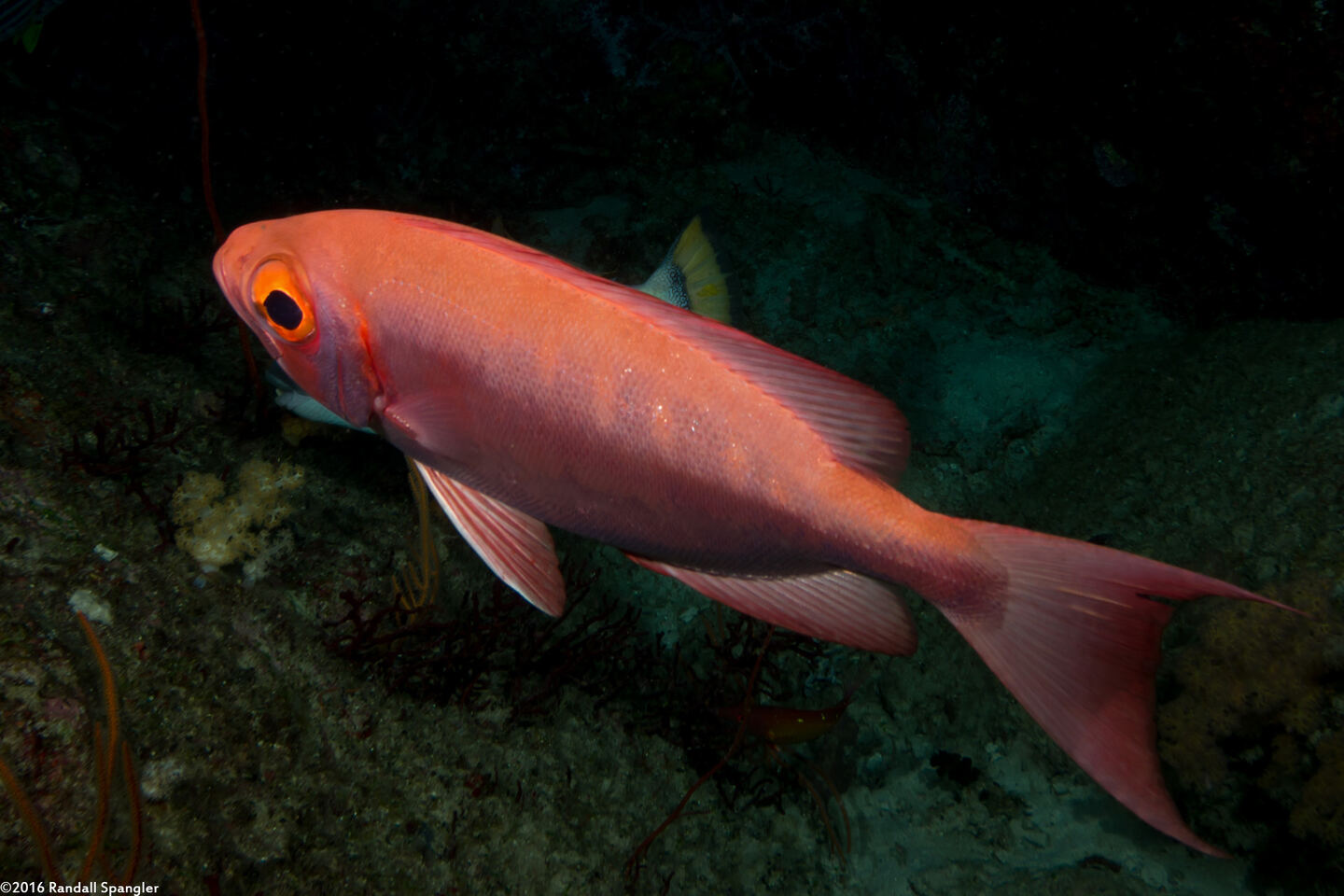 Priacanthus hamrur (Crescent-Tail Bigeye)