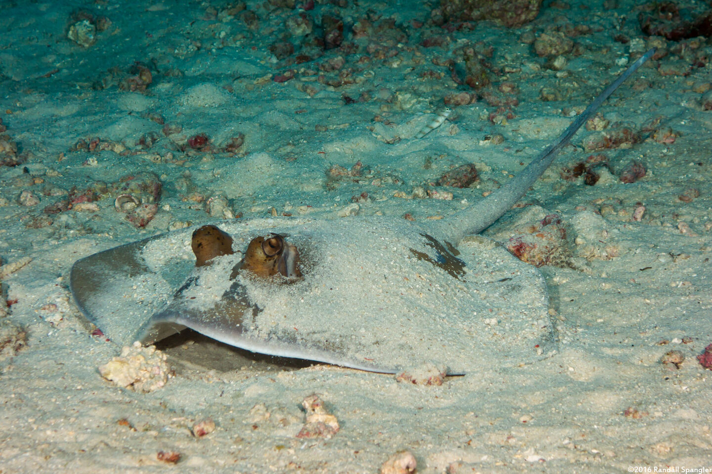 Neotrygon kuhlii (Blue-Spotted Stingray)