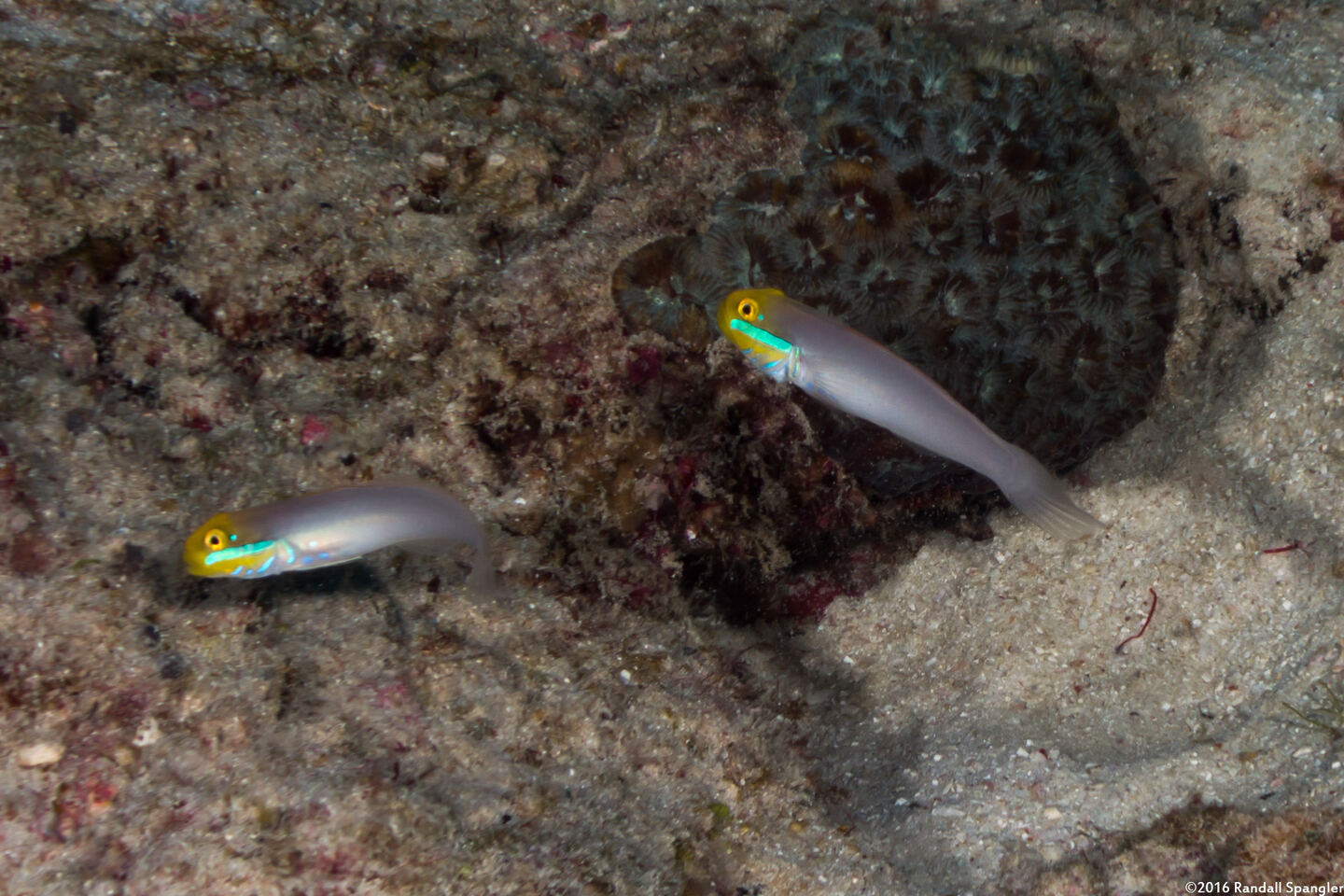 Valenciennea strigata (Bluestreak Goby)