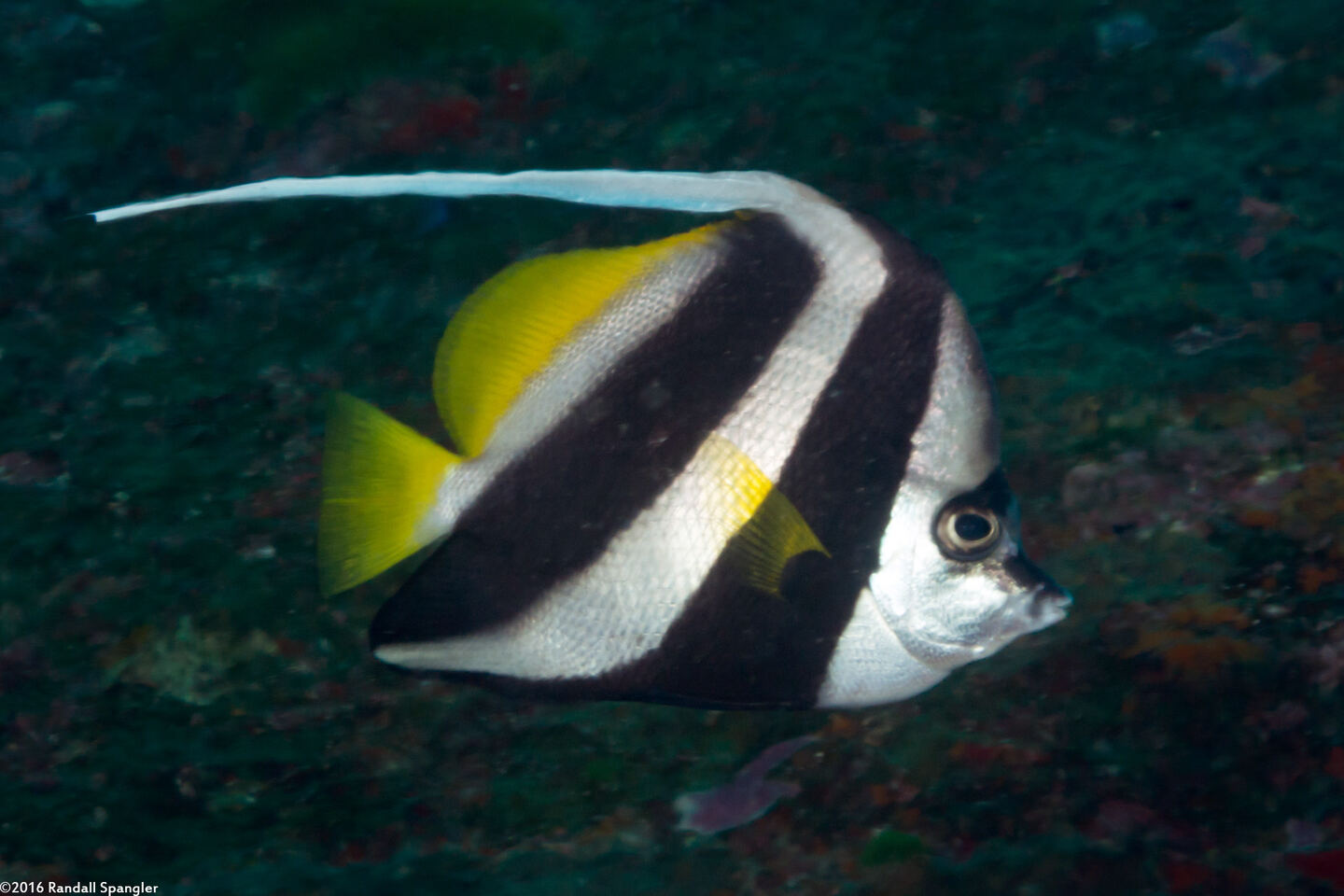 Heniochus acuminatus (Longfin Bannerfish)