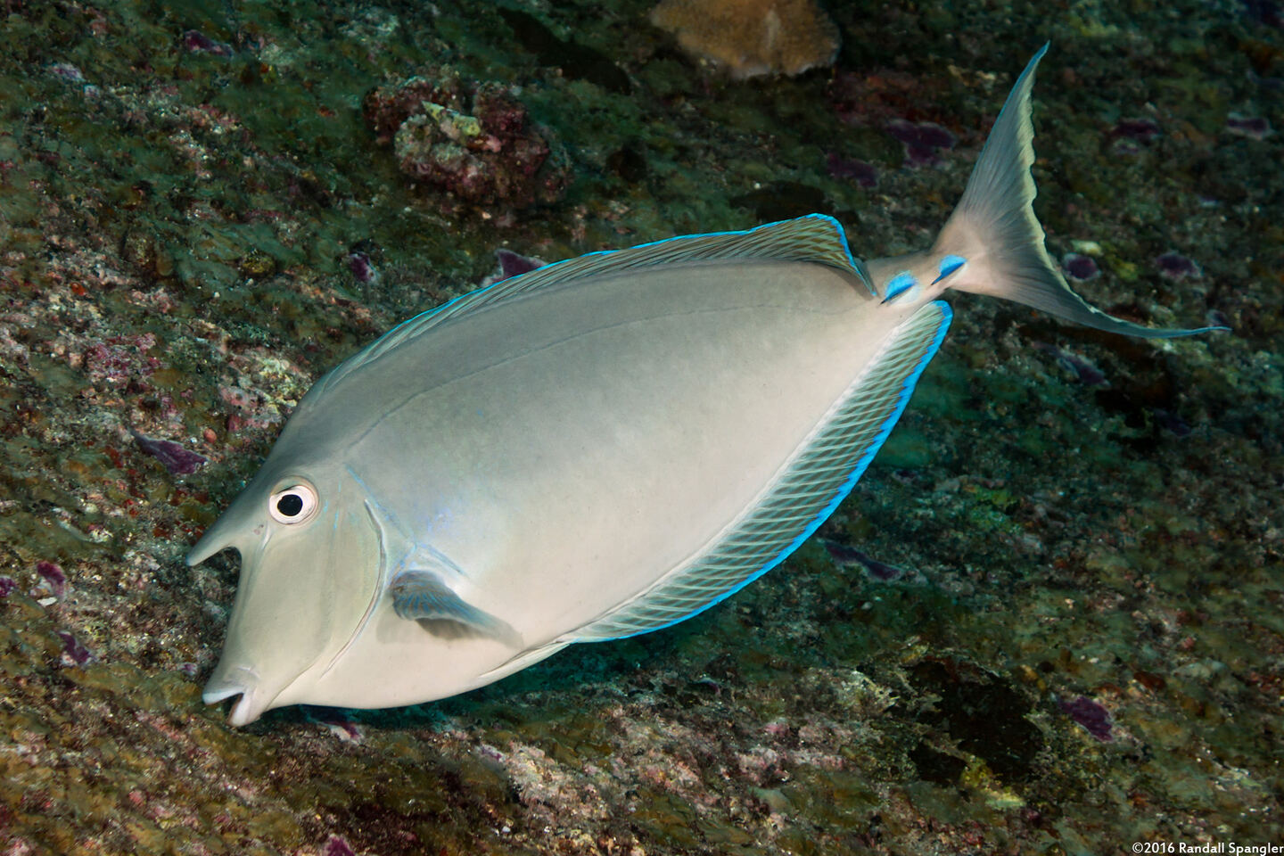 Naso unicornis (Bluespine Unicornfish)