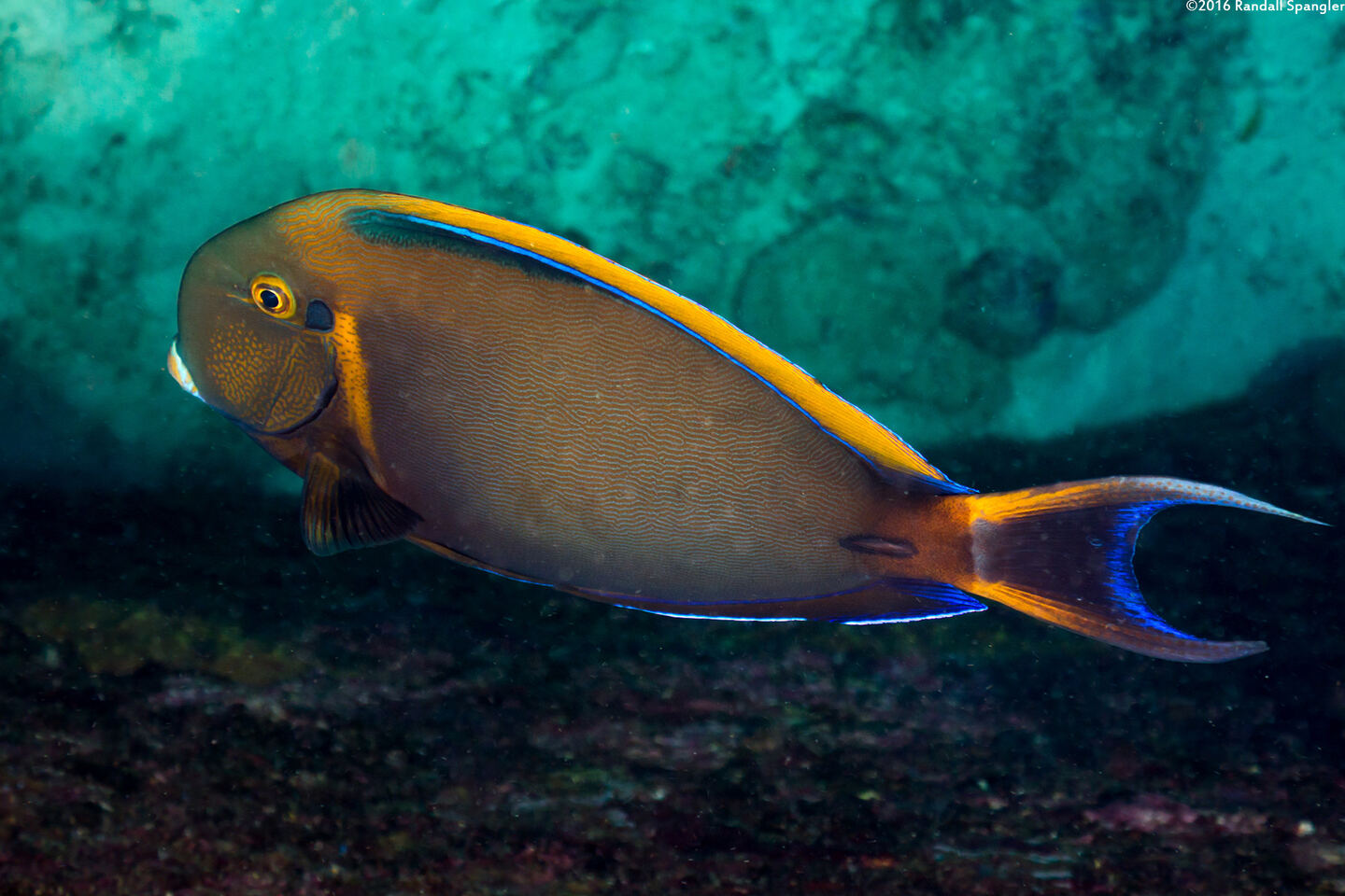 Acanthurus bariene (Roundspot Surgeonfish)