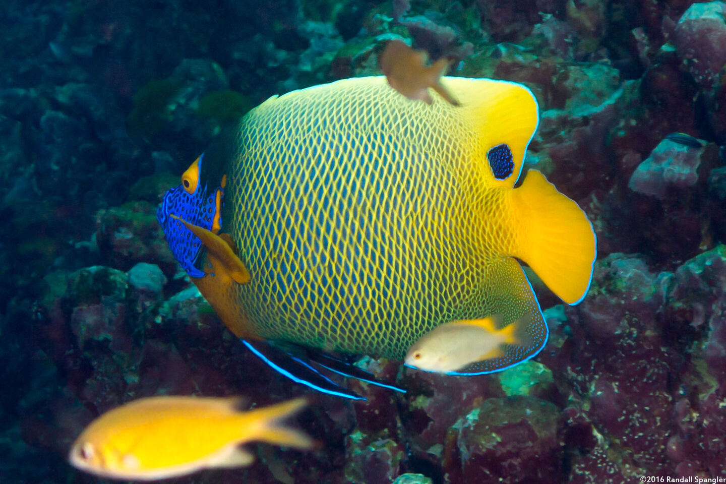 Pomacanthus xanthometopon (Yellow-Mask Angelfish)