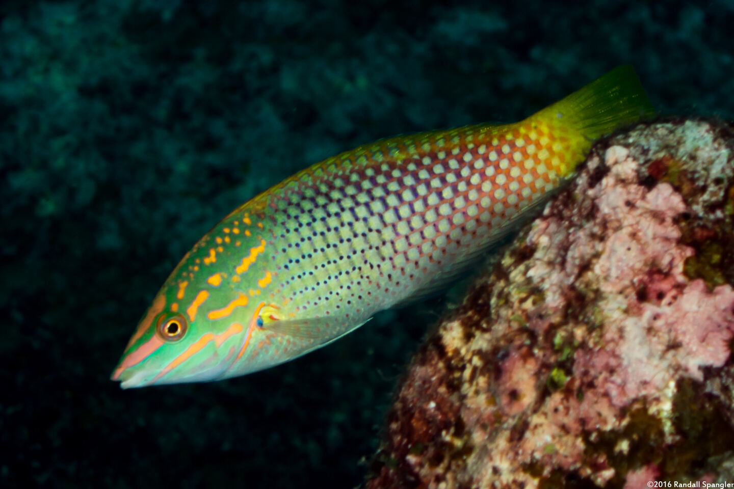 Halichoeres hortulanus (Checkerboard Wrasse)