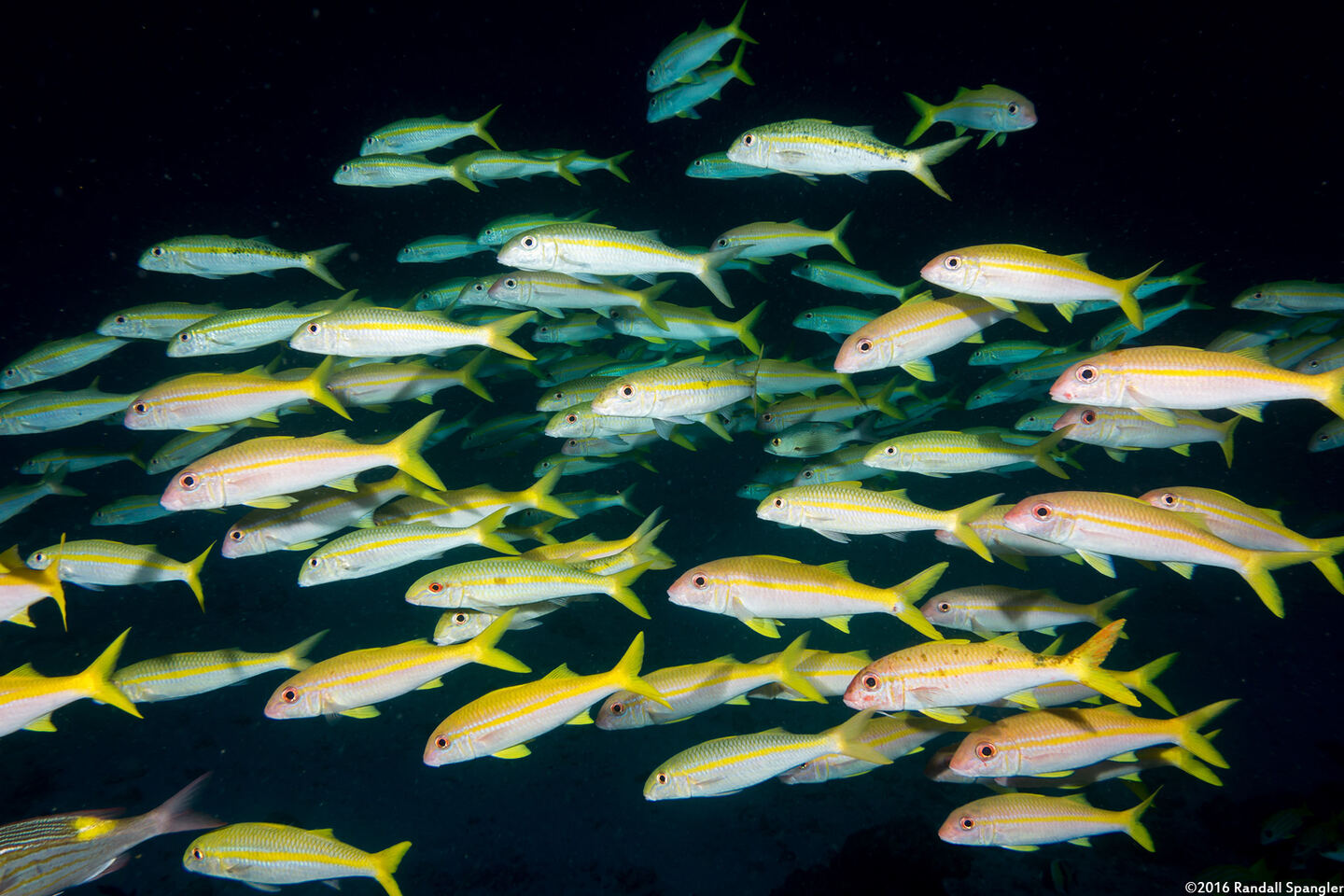 Mulloidichthys vanicolensis (Yellowfin Goatfish)