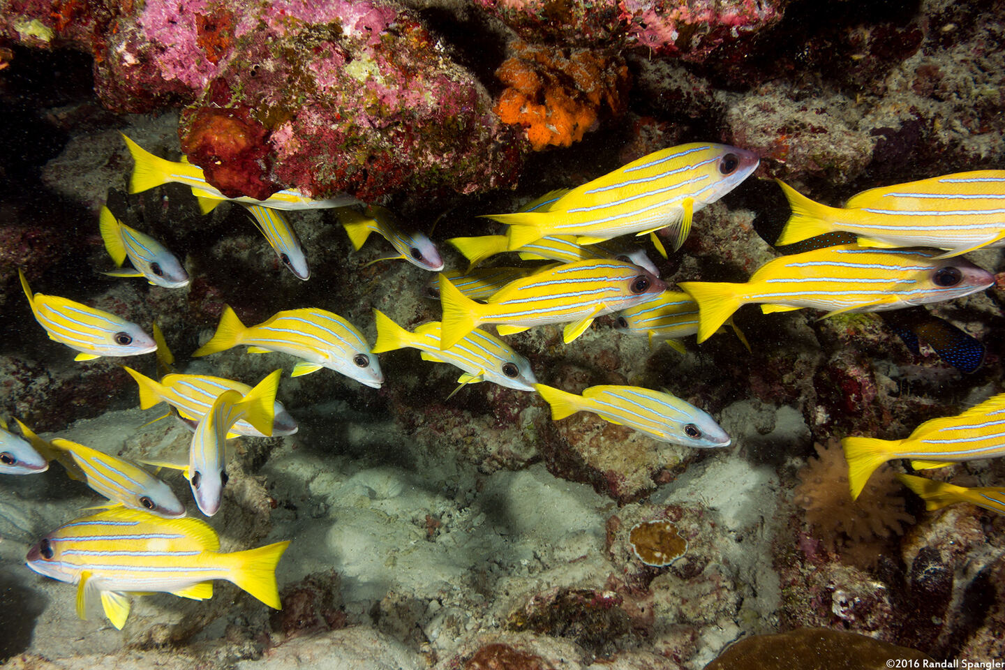 Lutjanus kasmira (Bluestripe Snapper)