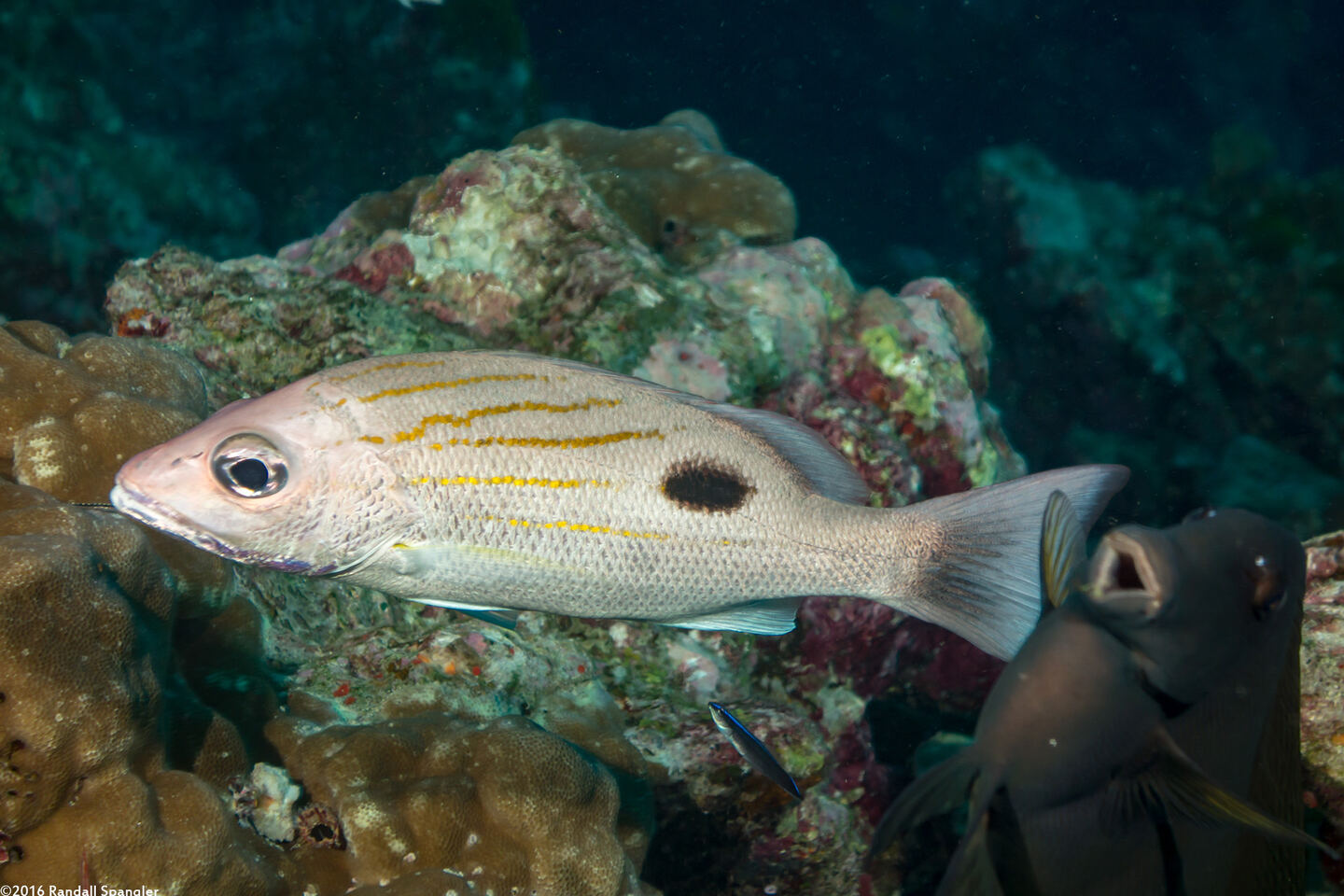 Lutjanus russelii (Russel's Snapper)