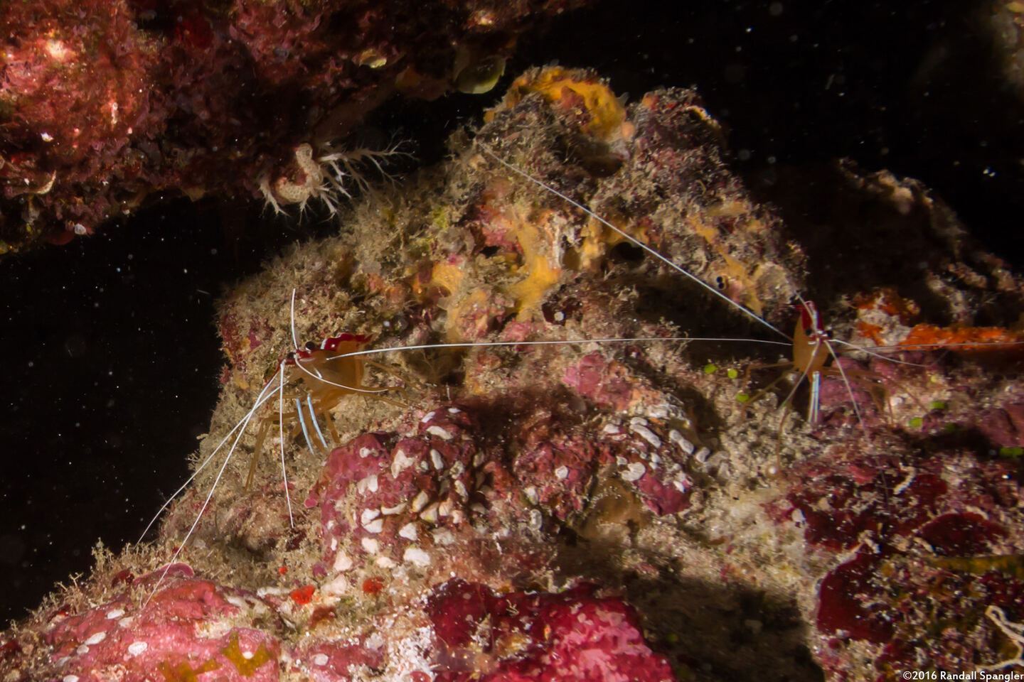 Lysmata amboinensis (White-Banded Cleaner Shrimp)