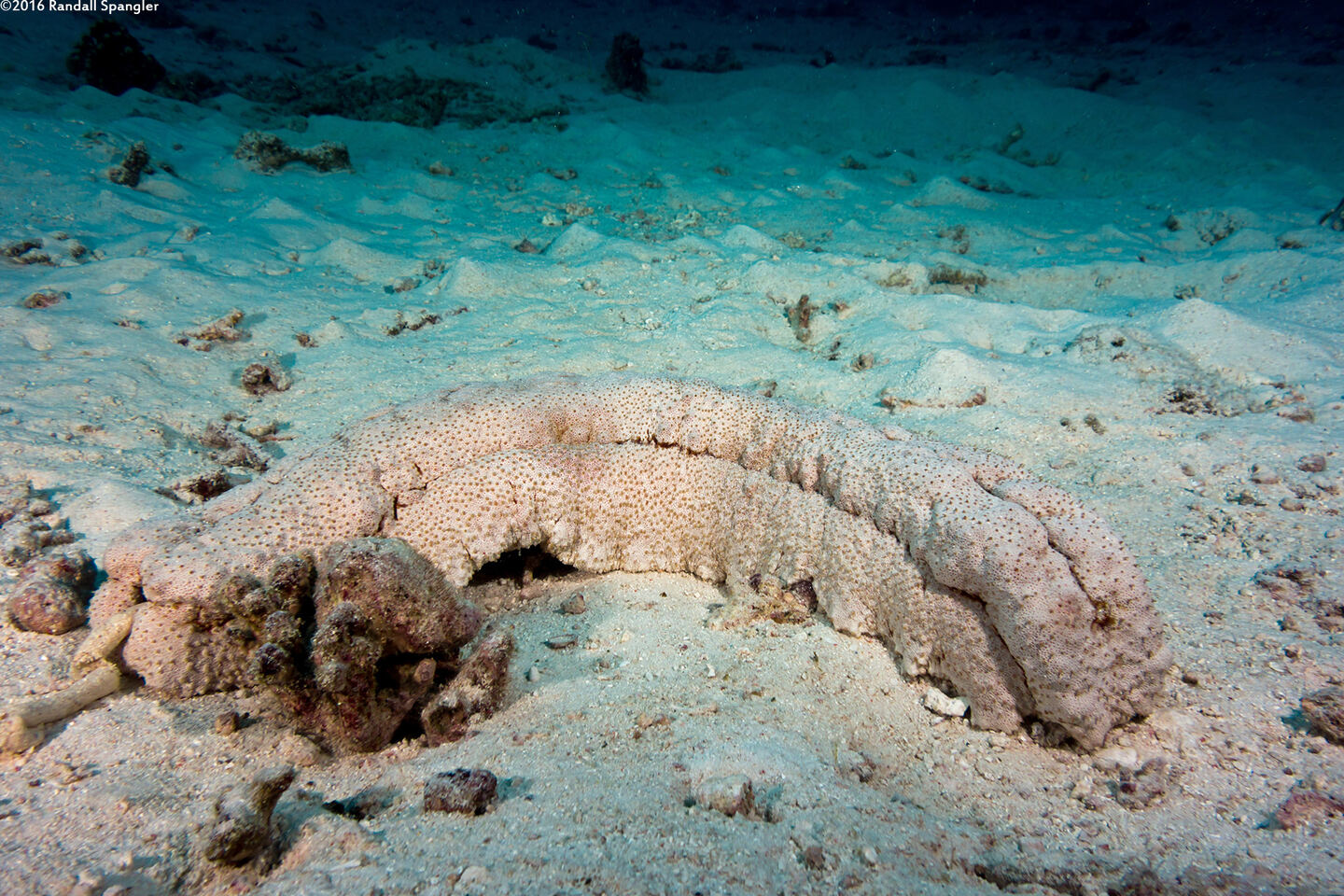 Thelenota anax (Amberfish Sea Cucumber)