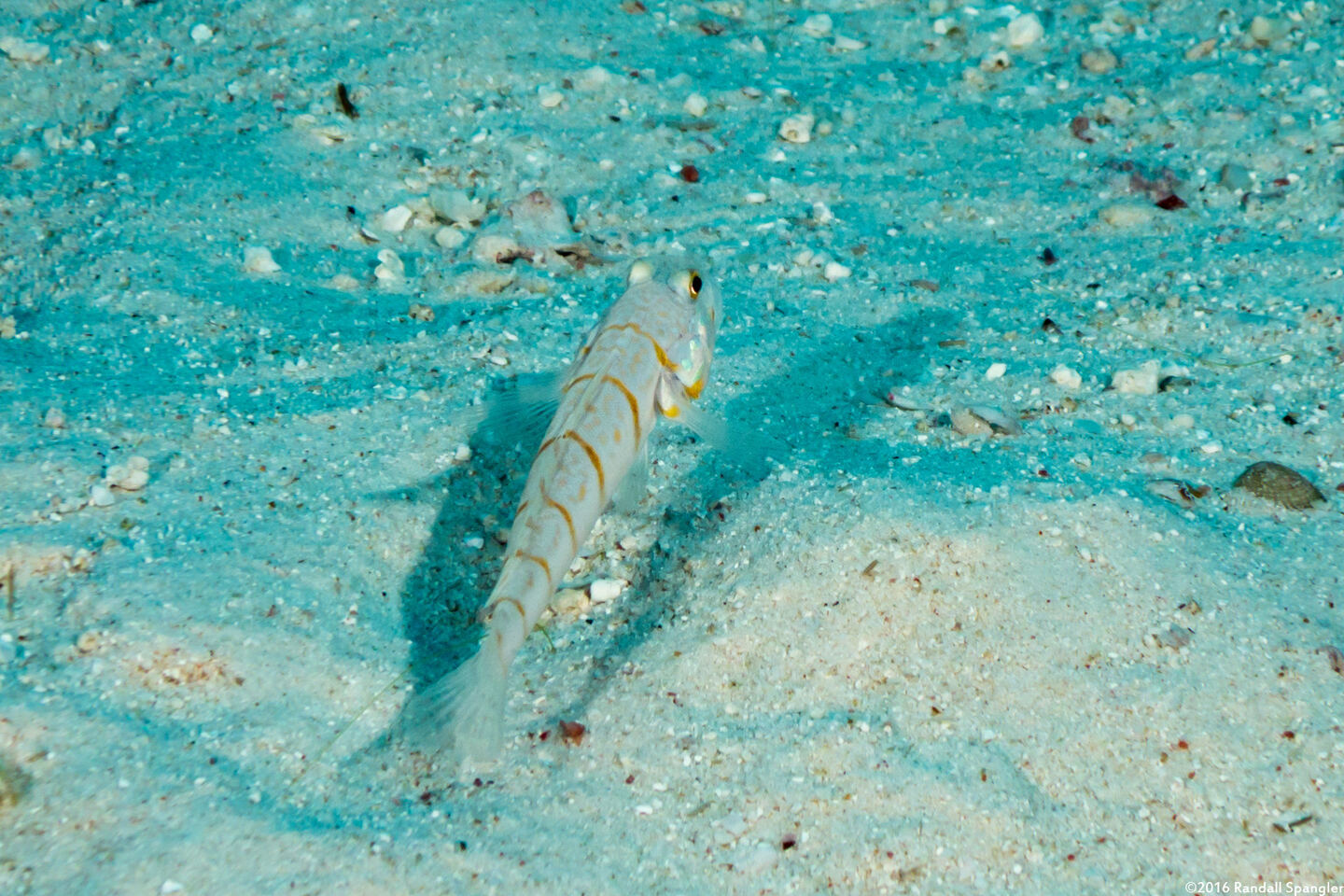 Valenciennea puellaris (Orange-Dashed Goby)