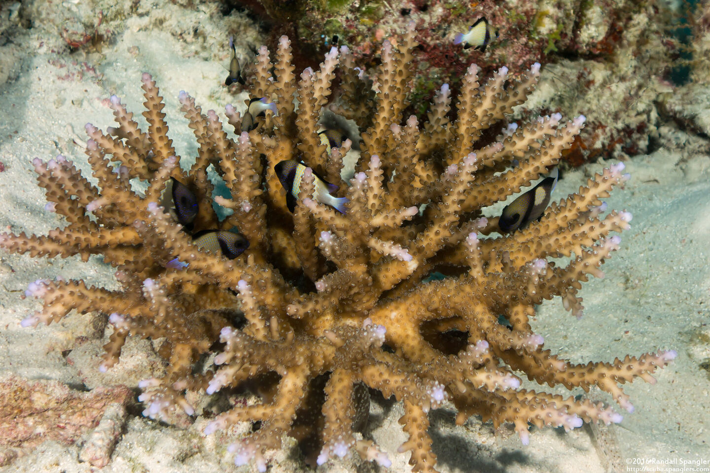 Acropora cerealis (Grain Coral)