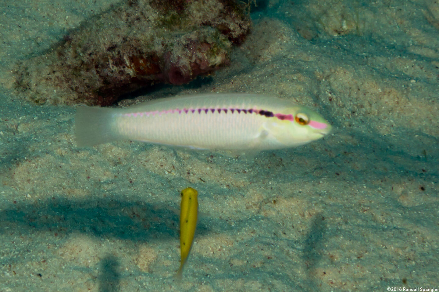 Halichoeres scapularis (Zigzag Wrasse)