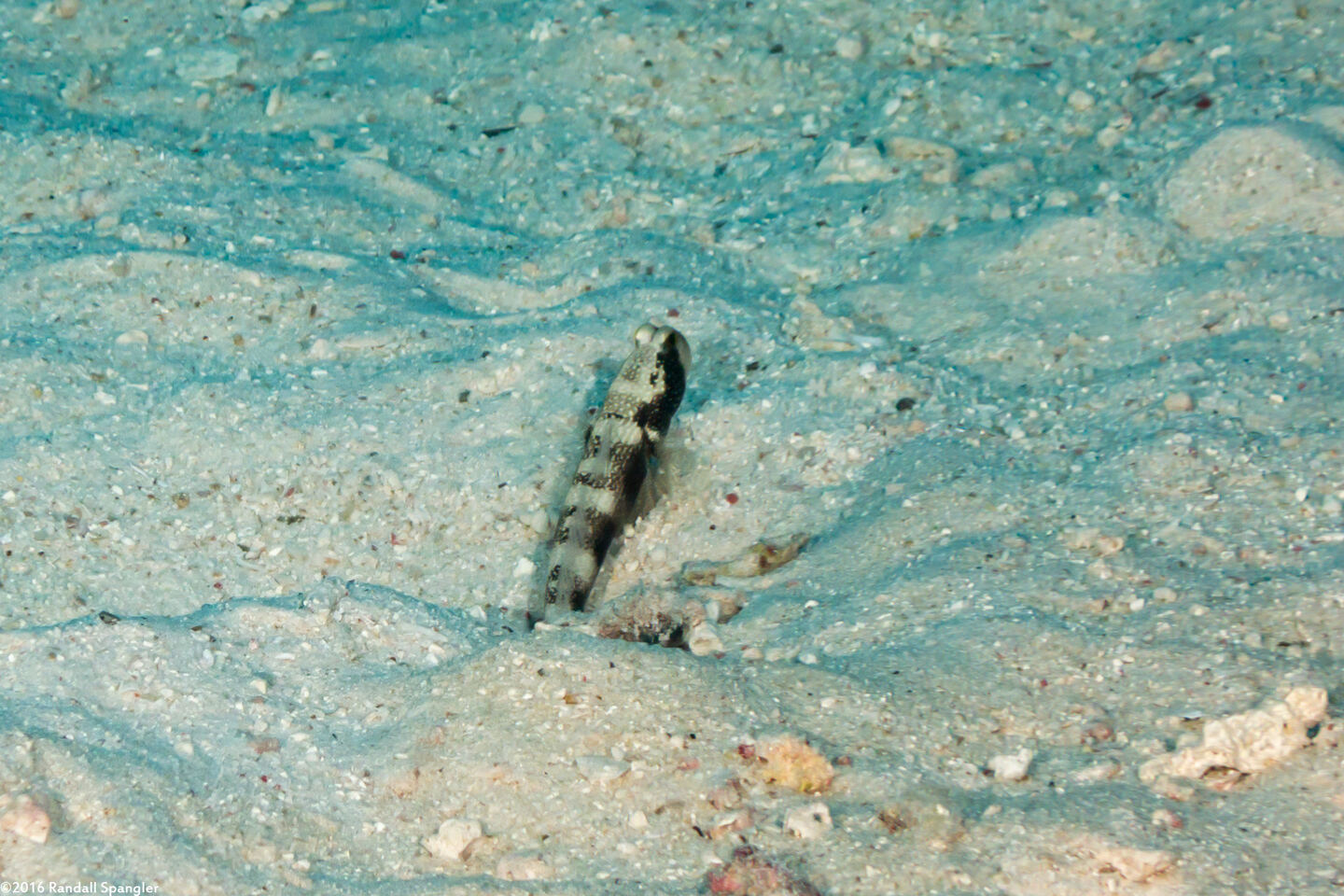 Cryptocentrus fasciatus (Barred Shrimpgoby)
