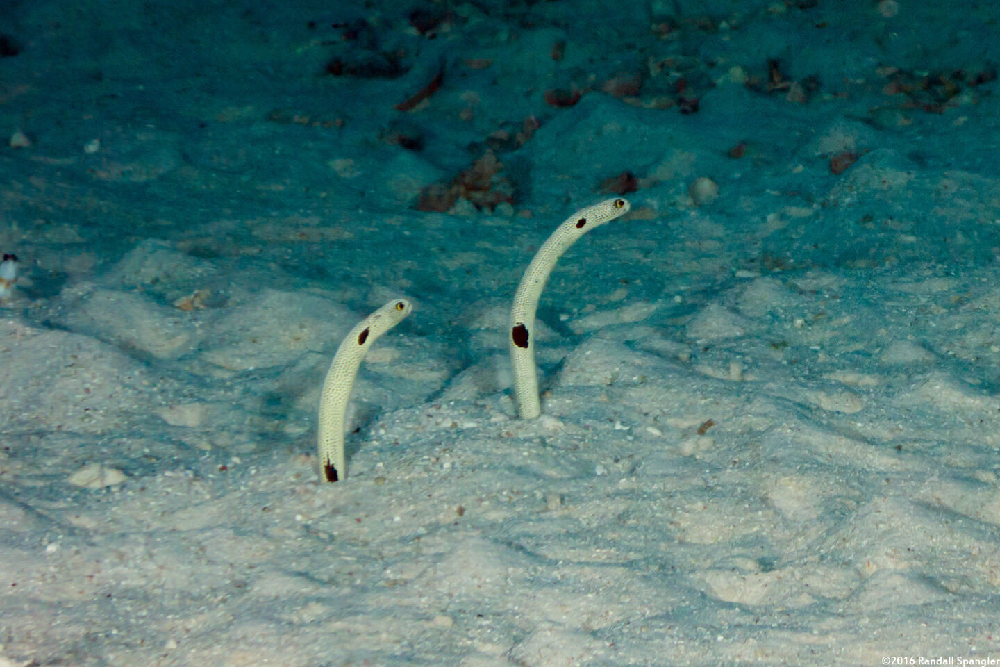 Heteroconger hassi (Spotted Garden Eel)
