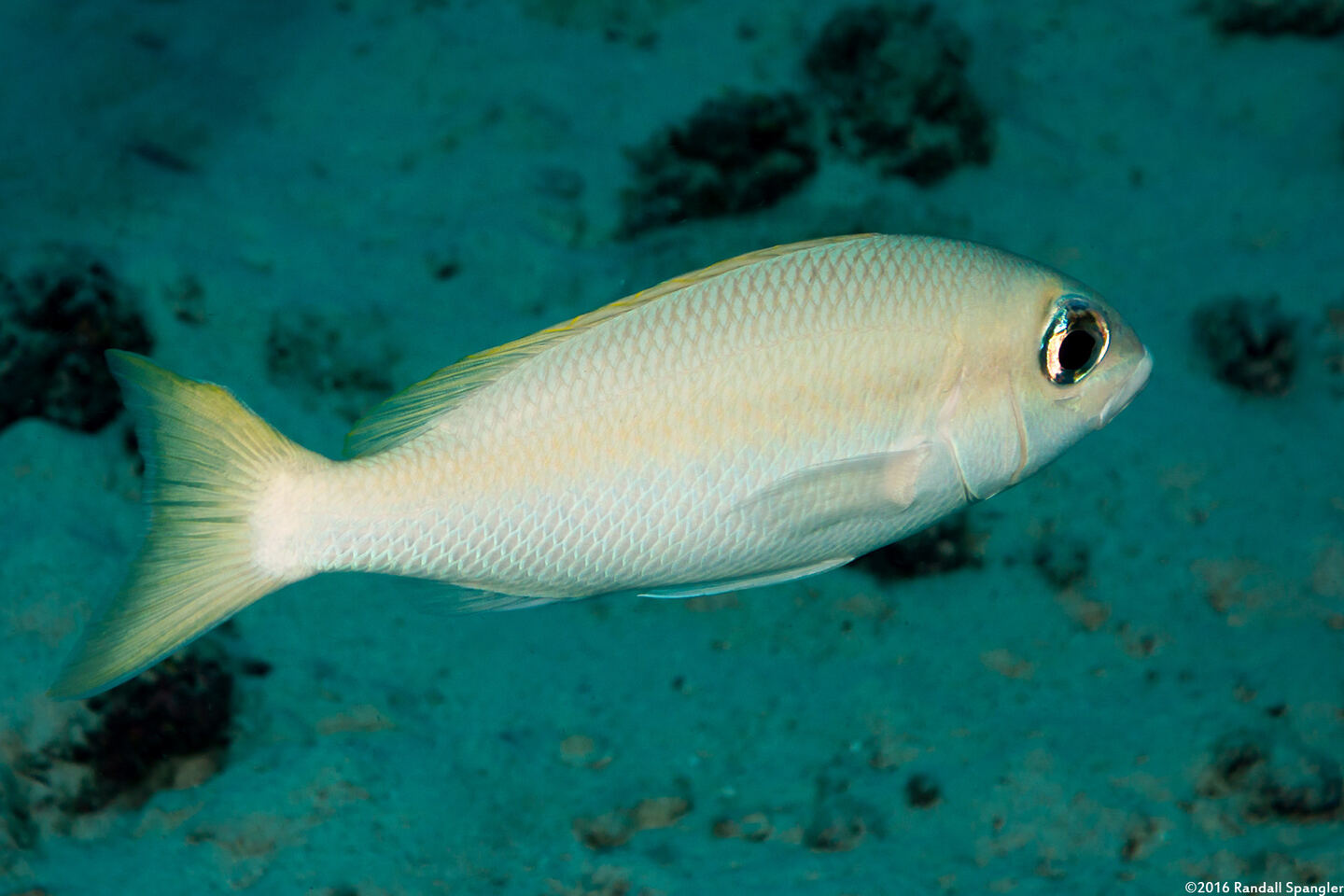 Scolopsis monogramma (Monogram Monocle Bream)
