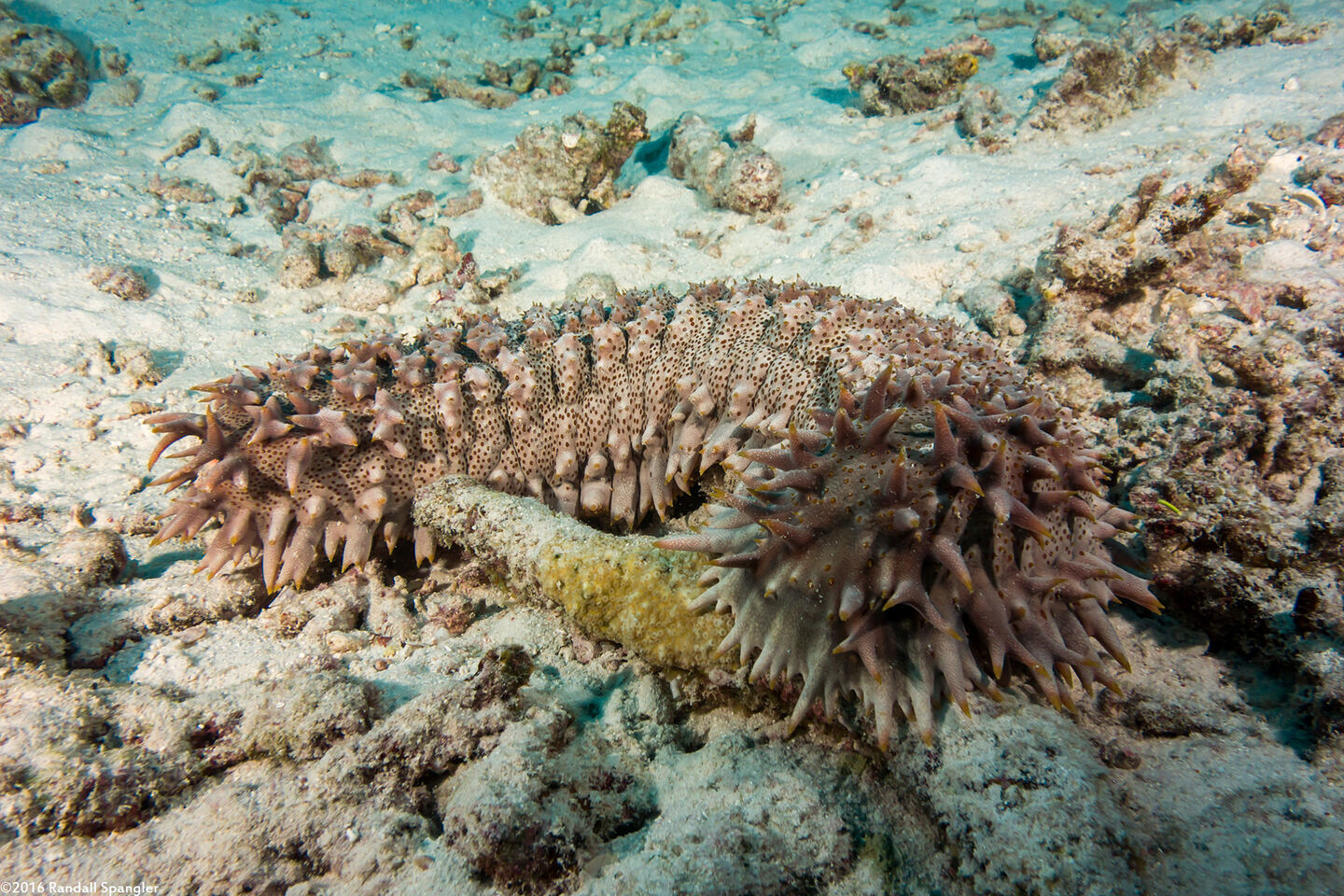 Thelenota ananas (Pineapple Sea Cucumber)