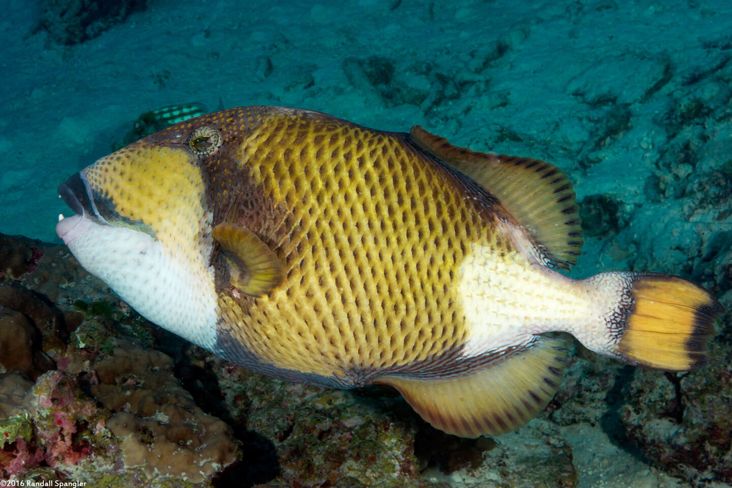 Balistoides viridescens (Titan Triggerfish)