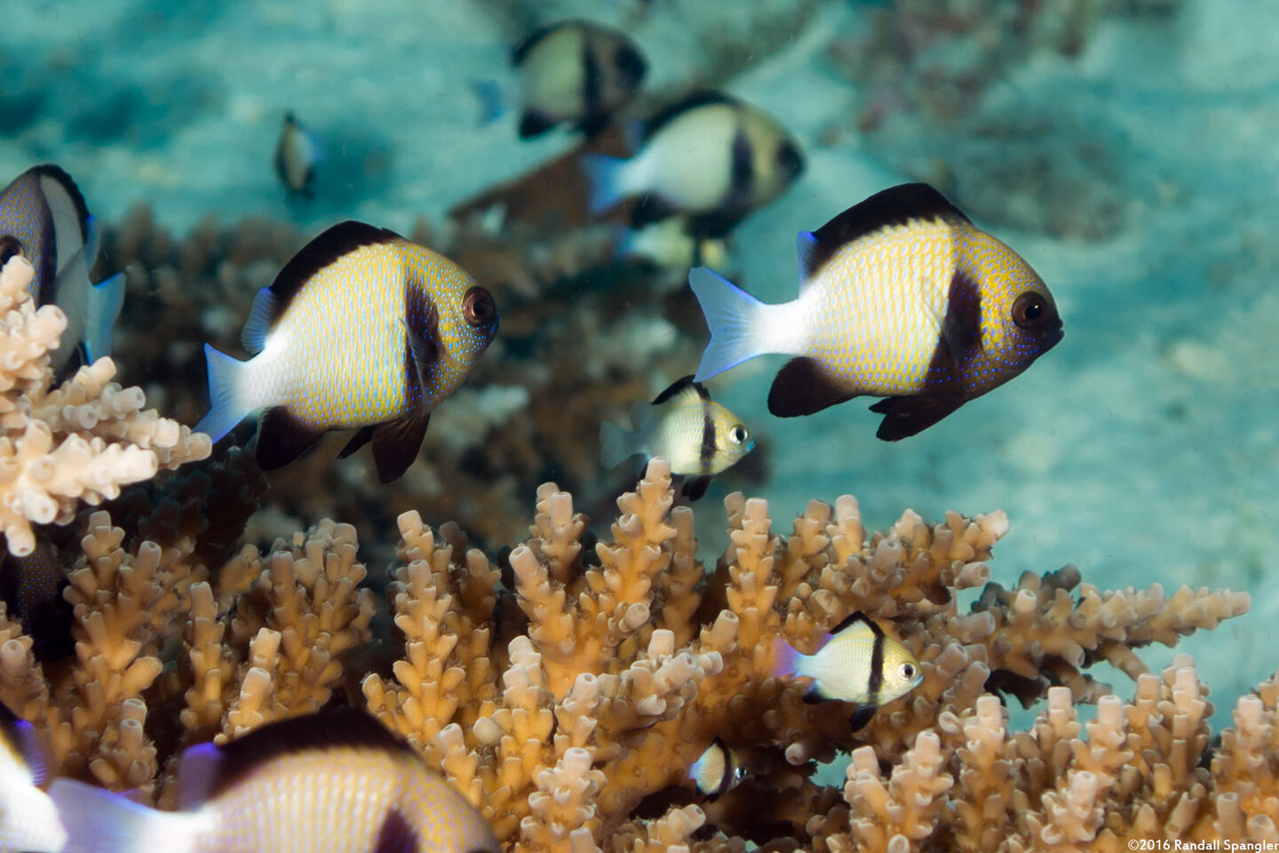 Dascyllus carneus (Indian Dascyllus)