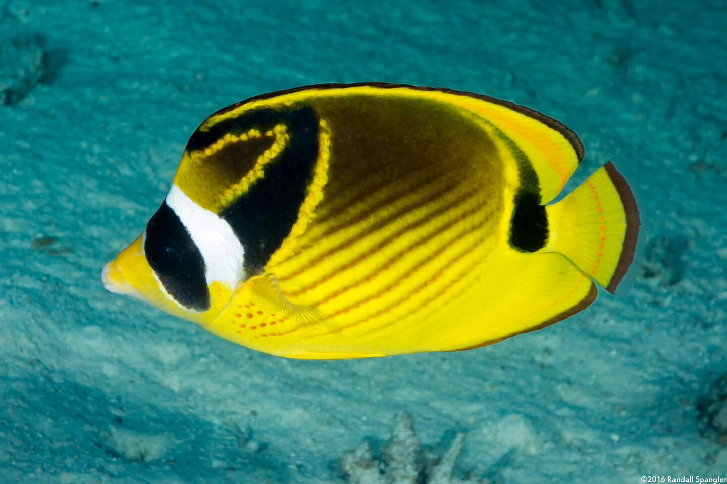 Chaetodon lunula (Raccoon Butterflyfish)
