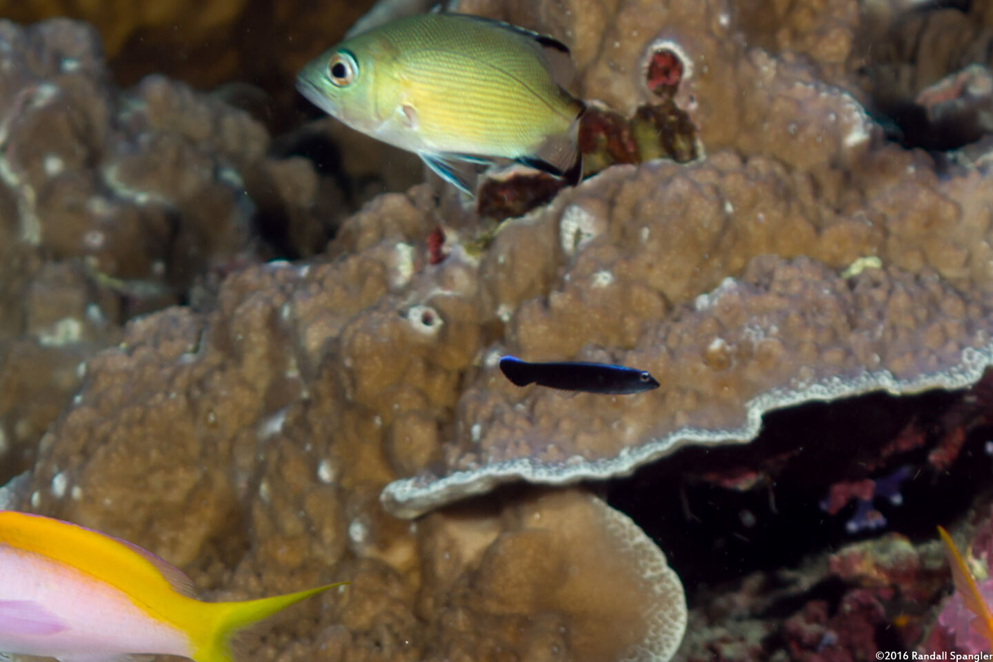 Labroides dimidiatus (Bluestreak Cleaner Wrasse)