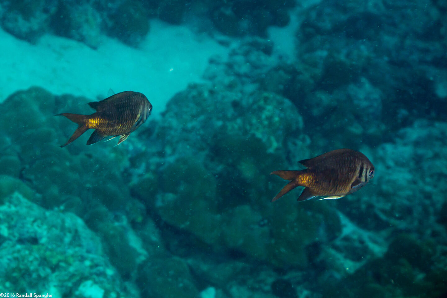 Chromis opercularis (Doublebar Chromis)