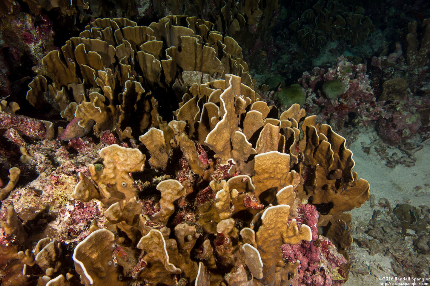 Millepora sp.2 (Plate Fire Coral)