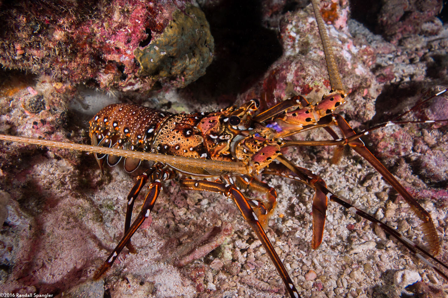 Panulirus femoristriga (Stripe-Leg Spiny Lobster)