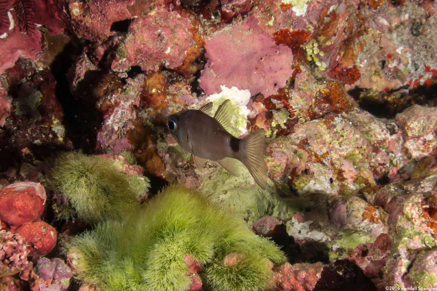Nectamia bandanensis (Banda Cardinalfish)