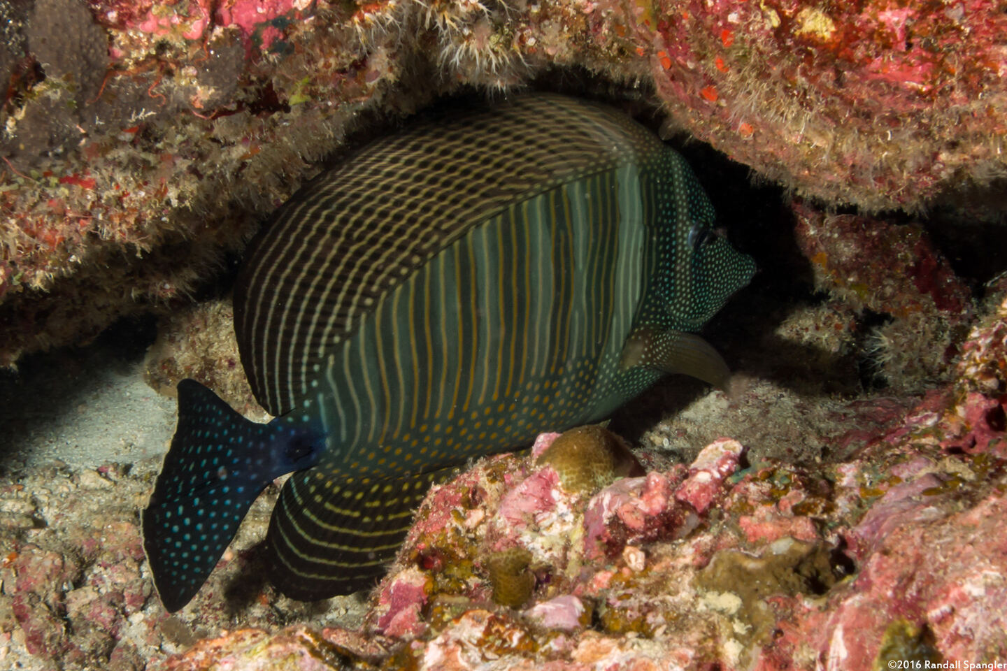 Zebrasoma desjardinii (Indian Sailfin Tang)