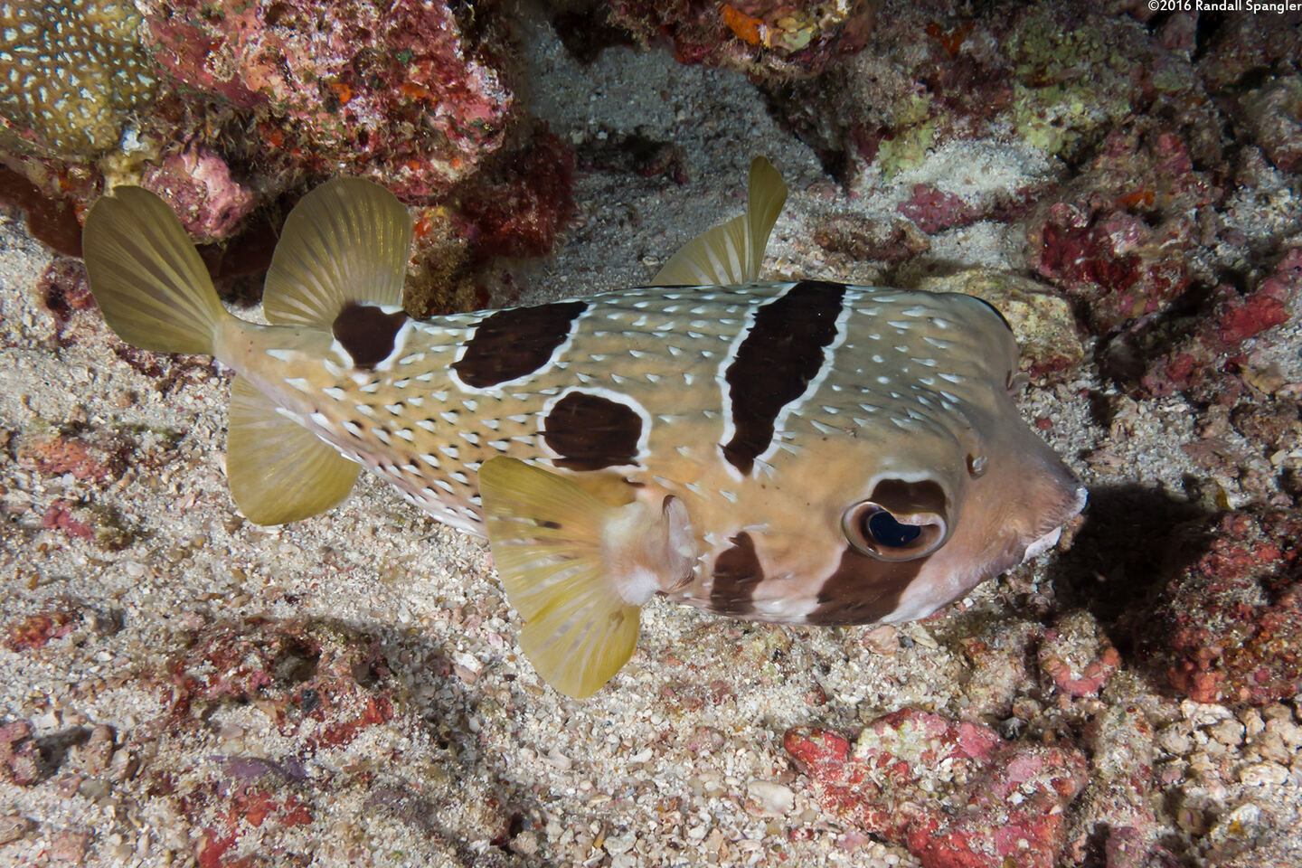 Diodon liturosus (Black-Blotched Porcupinefish)