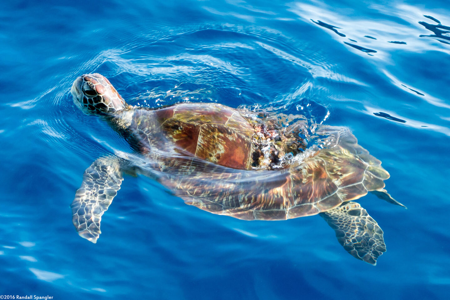 Chelonia mydas (Green Sea Turtle)