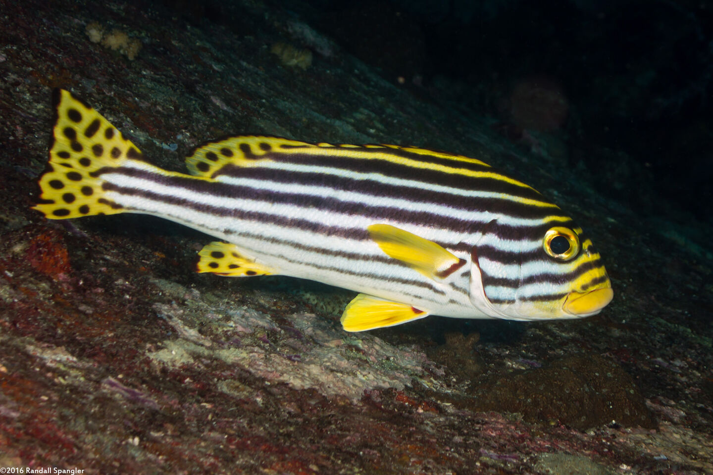 Plectorhinchus vittatus (Oriental Sweetlips)
