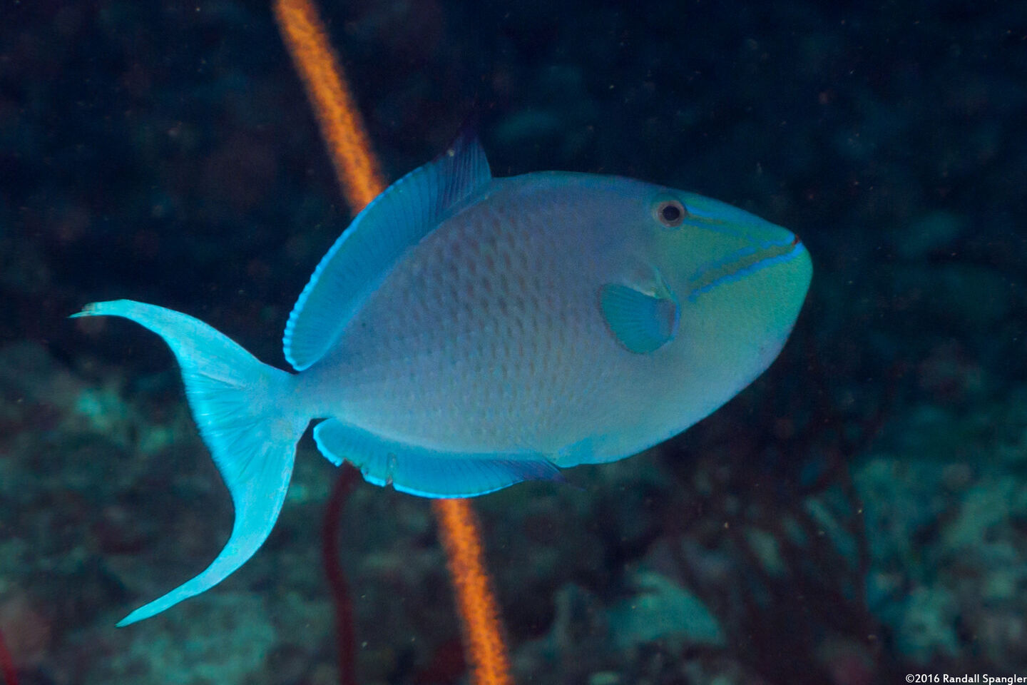 Odonus niger (Redtooth Triggerfish)
