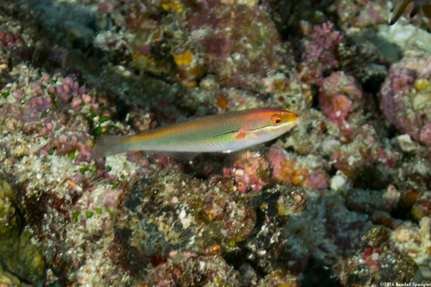 Stethojulis interrupta (Cutribbon Wrasse)