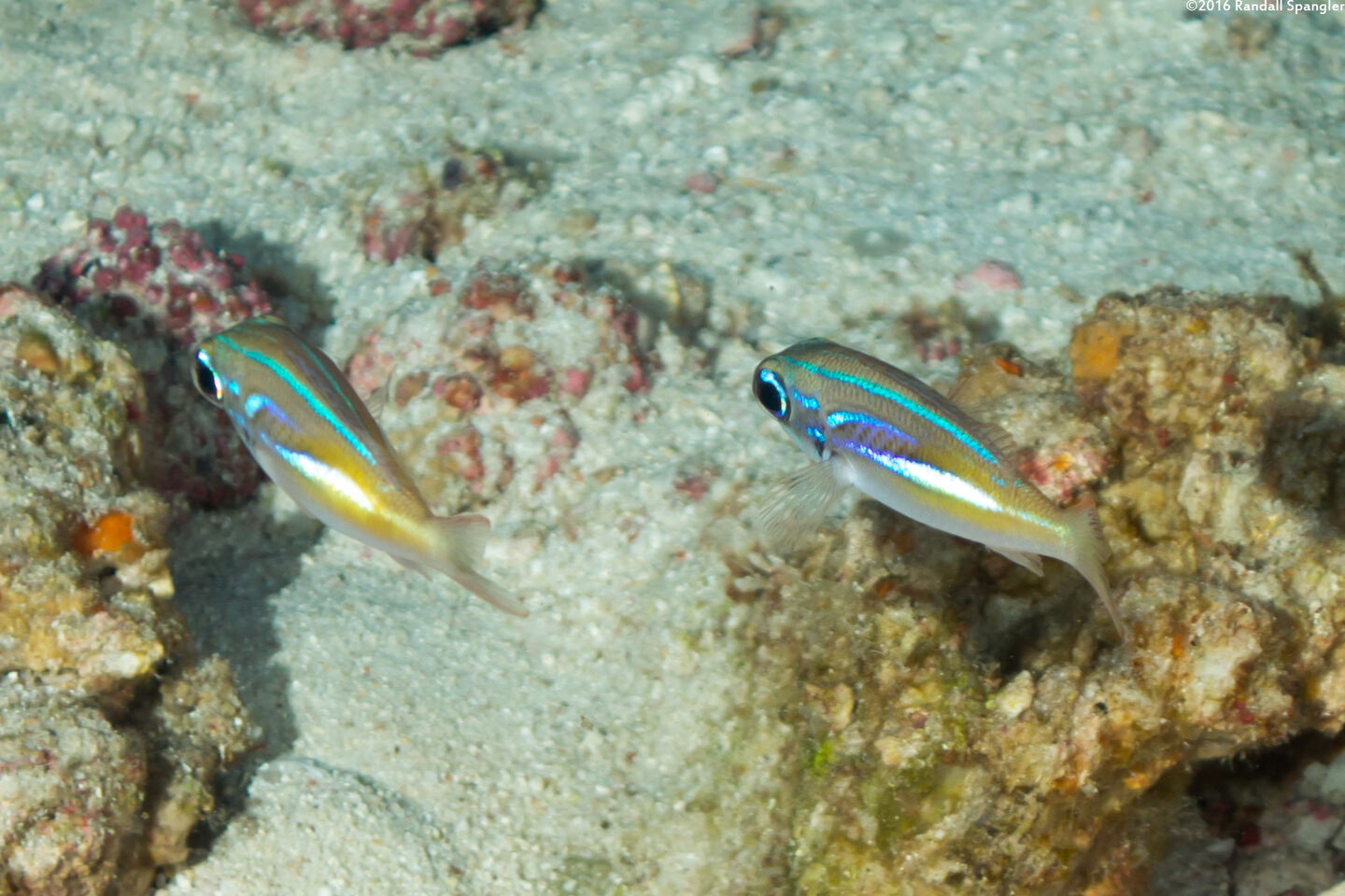 Scolopsis xenochrous (Pearl-Streaked Monocle Bream)