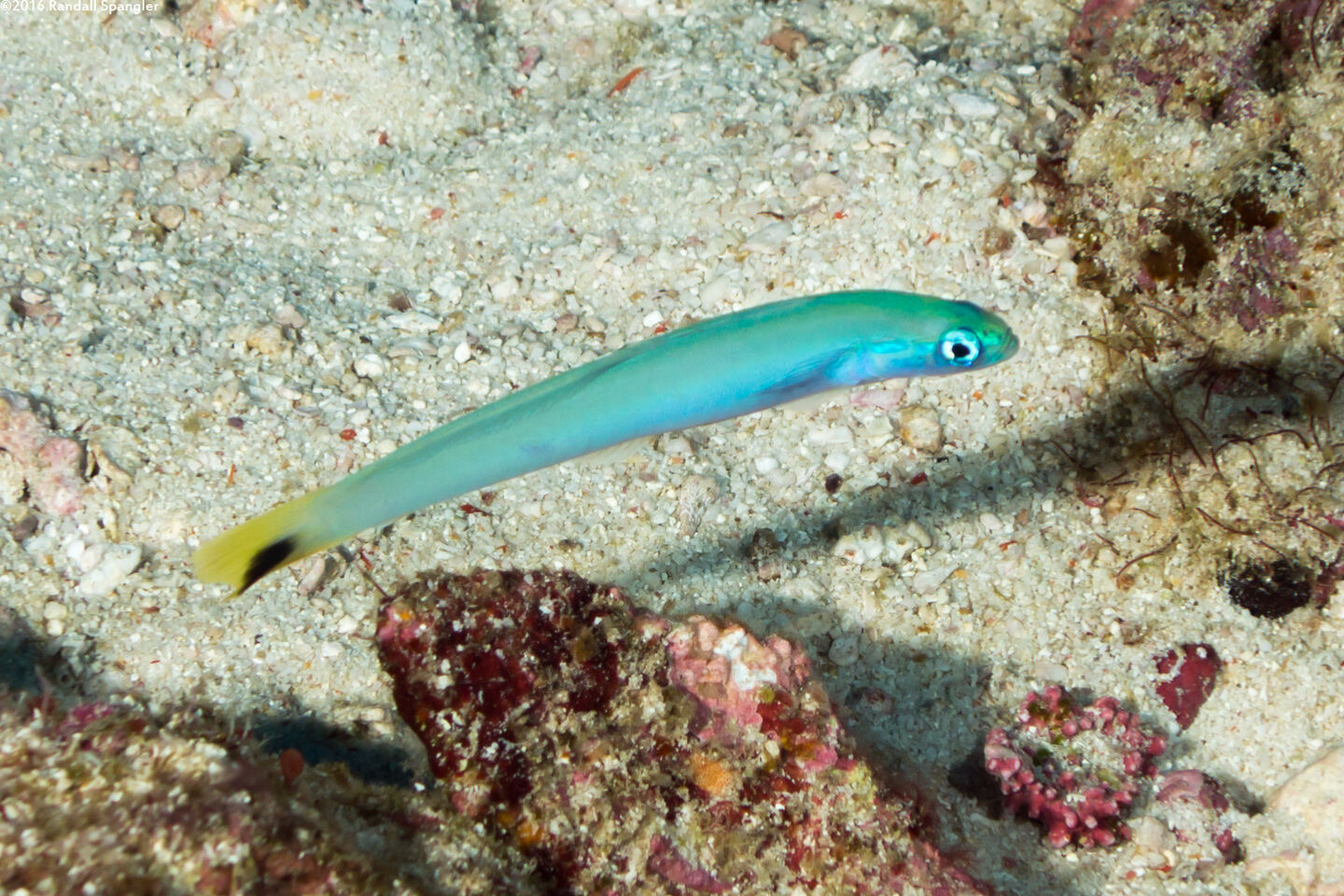 Ptereleotris heteroptera (Spottail Dartfish)