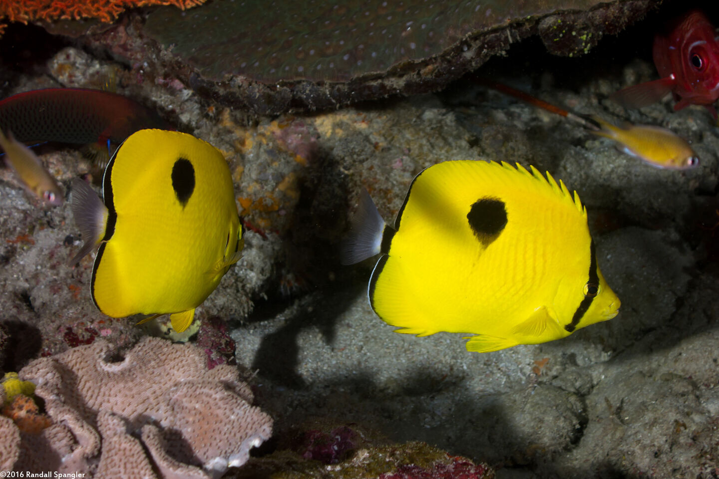 Chaetodon interruptus (Indian Teardrop Butterflyfish)