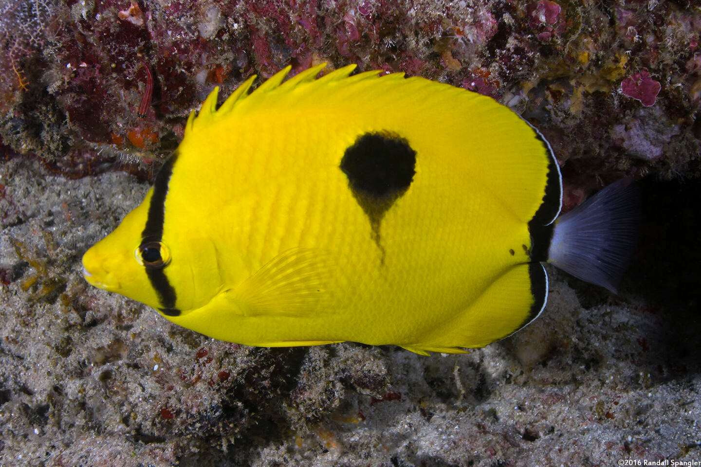 Chaetodon interruptus (Indian Teardrop Butterflyfish)