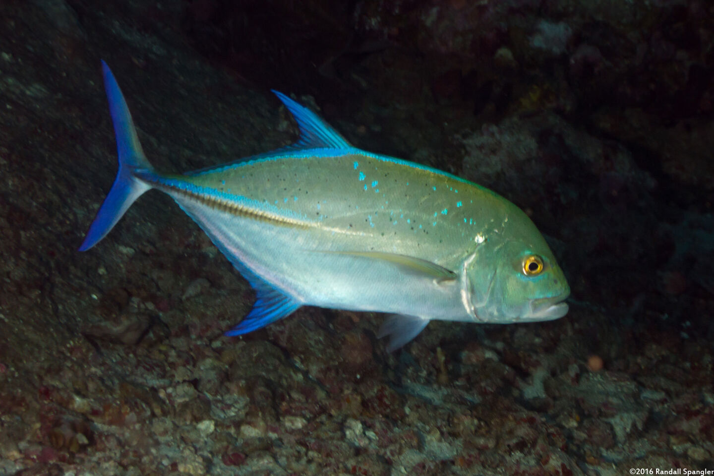 Caranx melampygus (Bluefin Trevally)