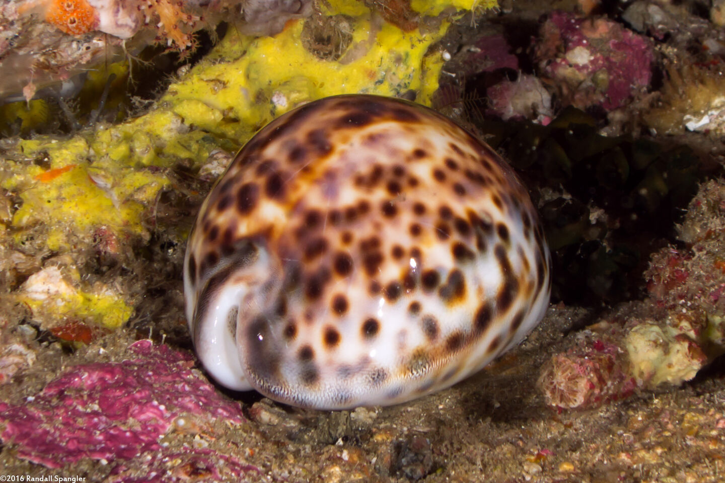 Cypraea tigris (Tiger Cowry)