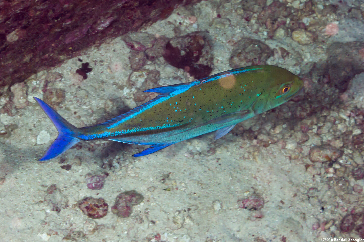 Caranx melampygus (Bluefin Trevally)
