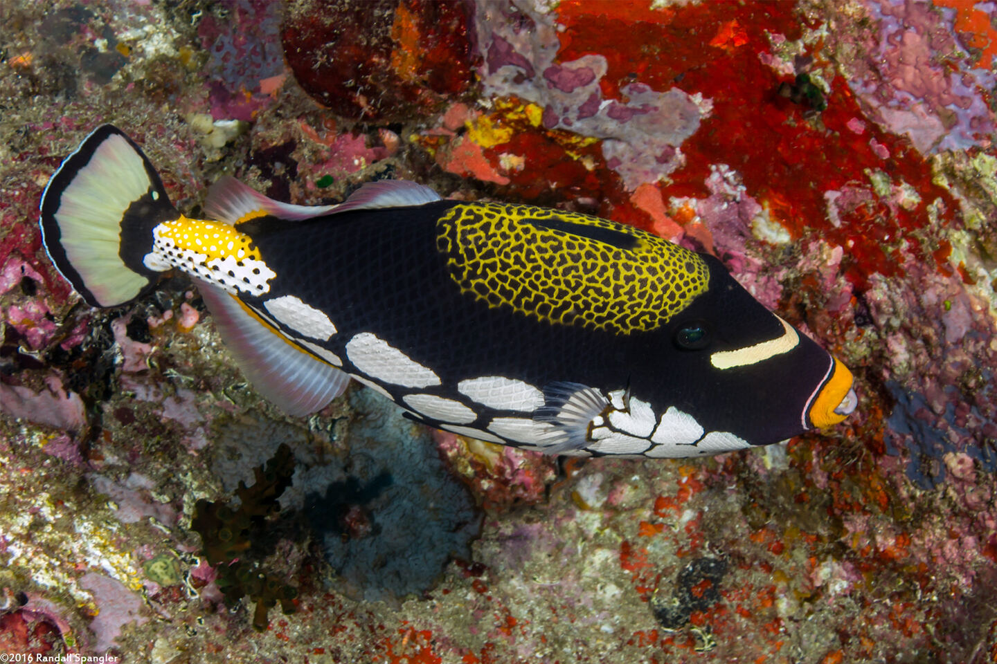 Balistoides conspicillum (Clown Triggerfish)