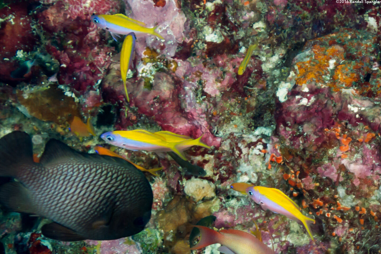 Pseudanthias evansi (Yellowback Anthias)
