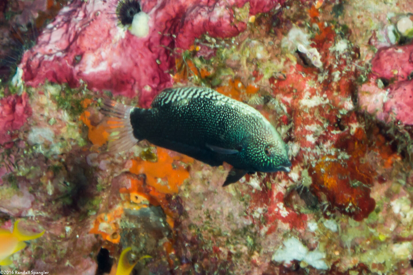 Macropharyngodon negrosensis (Black Leopard Wrasse)